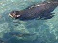 huge sea lion