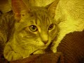 My Evil Cat My Evil Cat