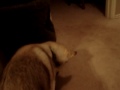 Copper playing with Belle