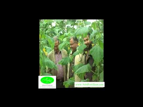 how to fertilize cucumber plants