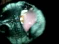 videos de MOV00305