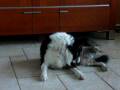 videos de Kite heeft 't naar z'n zin
