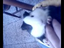 cavia posseduta dal budda!!!!!!!!!!!!!