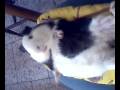 videos de cavia posseduta dal budda!!!!!!!!!!!!!