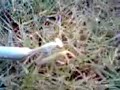 praying mantis grapping its prey(NGT VEDIO)