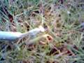 videos de praying mantis grapping its prey(NGT VEDIO)
