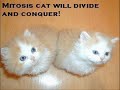 Lolcats