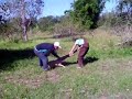 Buldogue Campeiro - Adestramento - Mulata Buldogue Campeiro - Adestramento - Mulata