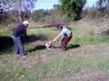 Buldogue Campeiro - Adestramento - Mulata