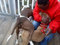 bridgetons own dog mating 101 pt1