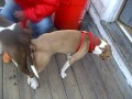 bridgetons own dog mating 101 pt1