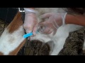 zelda and the goat zit