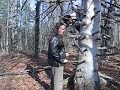 Musical tree! (The return...)
