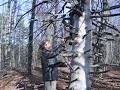 Musical tree! (The return...)