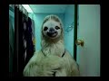 alfa-147-sloth-wakeup-.html