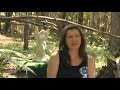 Help Save the Wolves