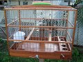 Fire-red caged songbird Guyana
