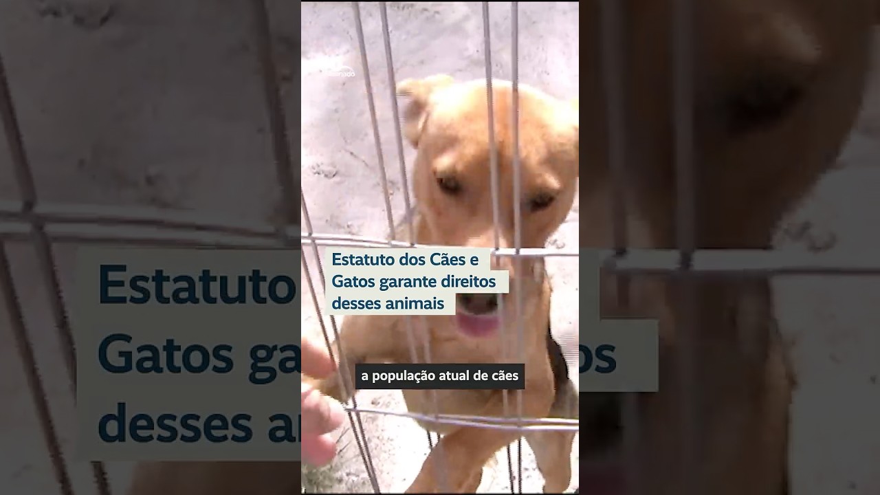 Um estatuto para garantir proteção e direitos a cães e gatos #shorts