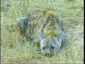 2007-07-22 PM Hyaena