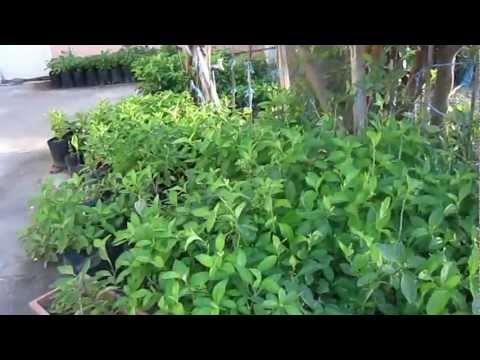 how to plant ashitaba