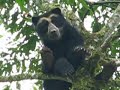 Andean bear (spectacled bear) Andean bear (spectacled bear)