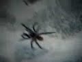 spider in st lucia