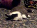 fluffee-havin-a-kip.html