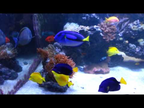 how to cure ich in a reef tank