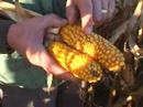 Grain-maize-agronomy
