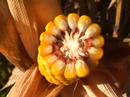 Grain-maize-agronomy