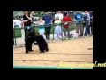 Bear babies playing fight 