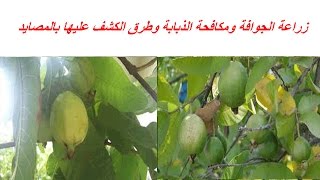 زراعة الجوافة ومكافحة الذبابة وطرق الكشف عليها بالمصايد