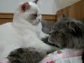 Котик усыпляет другого котика :)