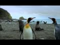 The Penguin King 3D - Elephant Seals Extract (Cambridge Family Film Festival 2012)