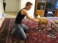 Puppy fights Puppy fights