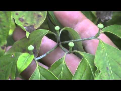 how to fertilize dogwood trees