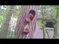 Wildlife Clip