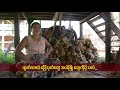 Video Info::<table><tr><td width='30%' valign='top'>Title</td><td width='1%' valign='top'>:</td><td width='89%'>ကြယ္ေပ်ာက္လာေနတဲ့ မြန္ အုုန္းဆံၾကိဳး ေျခသုုတ္ခံုု လုုပ္ငန္း</td></tr><tr><td valign='top'>Details</td><td valign='top'>:</td><td>မြန္ေဒသက အုုန္းဆံၾကိဳး ေျခသုုတ္ခံုု လုုပ္ငန္းဟာ တေျဖးေျဖး လုုပ္ကိုုင္သူ ေလ်ာ့နည္းလာပါတယ္။ လြတ္လပ္ေရး မတိုုင္ခင္ ဂ်ပန္ေခတ္က စၿပီး ရိုုးရာ တခုုလိုု လုုပ္ကိုုင္ခဲ့တဲ့ အုုန္းဆံၾကိဳးလုုပ္ငန္း ဘာေၾကာင့္ လုုပ္ကိုုင္သူေတြ နည္းပါးလာရတယ္ဆိုုတာ တိုုင္းရင္း ရႈေထာင့္ အစီအစဥ္က တင္ဆက္ထားပါတယ္။</td></tr><tr><td>Category</td><td>:</td><td></td></tr><tr><td>Views</td><td>:</td><td>88</td></tr><tr><td>Votes</td><td>:</td><td>0</td></tr><tr><td>Rating</td><td>:</td><td></td></tr><tr><td>Downloads</td><td>:</td><td></td></tr><tr><td>Added by</td><td>:</td><td>BNI</td></tr><tr><td>Date</td><td>:</td><td>2014-02-04 09:01:41</td></tr></table>