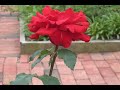 Buy Me a Rose