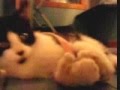 New Kitten