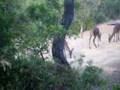 videos de el retozo  ciervos desde un observatorio
