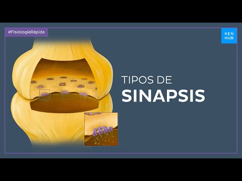 Sinapsis química y sinapsis eléctrica - Fisiología Fácil | Kenhub