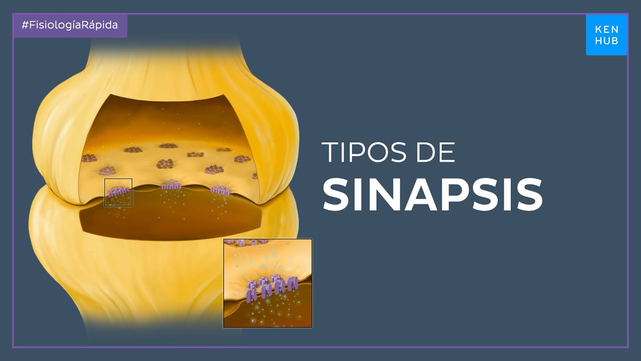 Sinapsis química y sinapsis eléctrica - Fisiología Fácil | Kenhub
