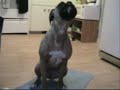 boxer dog