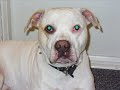 boxer dog