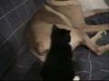 Bóxer video