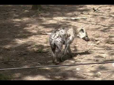 Spotted Hyena