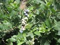 Augusta Bixler Farms:Blueberry Harvest 2008