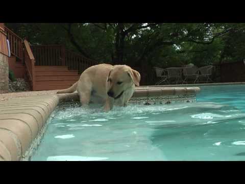 Yellow Lab Puppy’s 1st Splash & Swim (in HD)