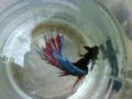 videos de betta-crowntail betta
